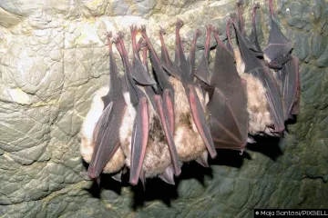 Nemojte misliti da žive samo u špiljama, možda ih imate i na svom tavanu