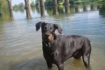 Karlovčanin zbog svoje kujice nije htio u bolnicu pa je svoju neizmjernu ljubav prema psima platio životom