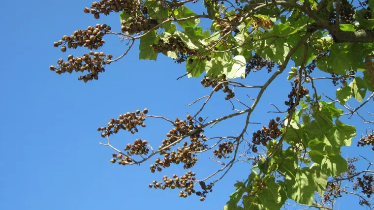 Drvo koje brzo raste – brzorastuće drvo paulovnija