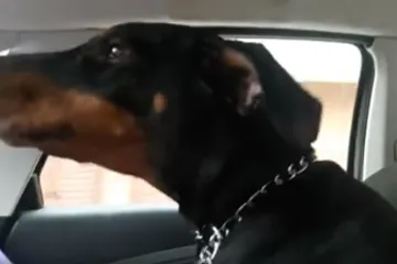 Karlovčanin umro jer nije htio ostaviti svoju dobermanku samu, sada njoj treba pomoć