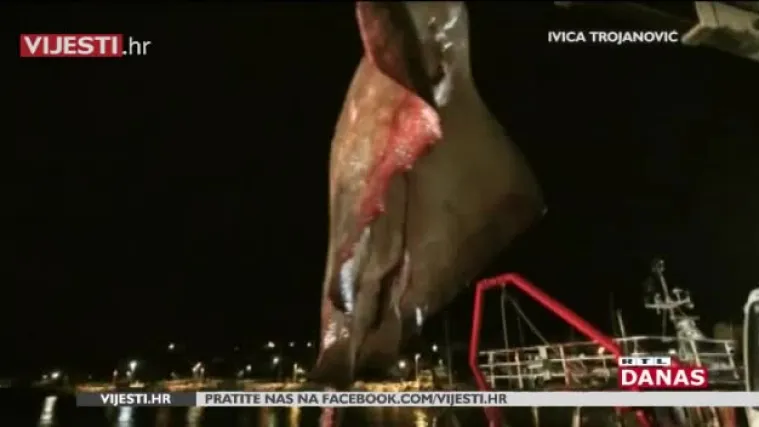 Ulov kakav se ne pamti: pogledajte kakvu su morsku neman ulovili korčulanski ribari