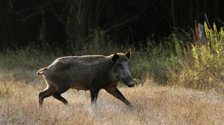 Splićani u panici: vepar luta okolicom Marjana, ljudi strahuju za djecu i ljubimce
