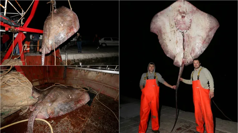 Korčulanski ribari ulovili kapitalca koji je slomio i vagu