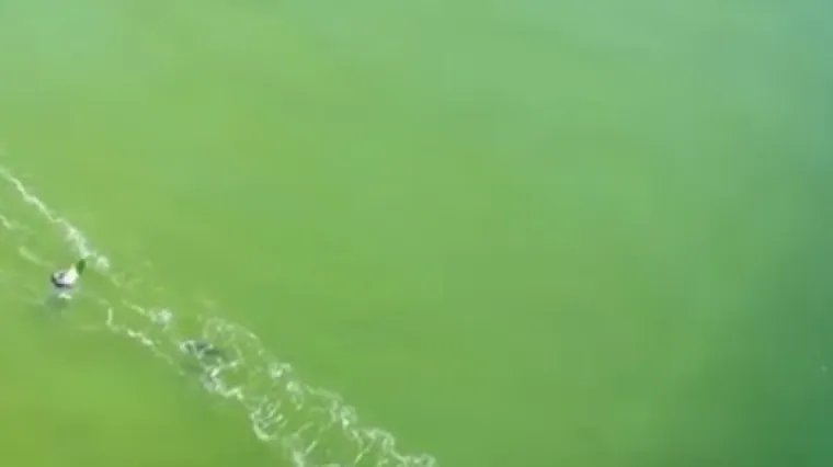 Veliki bijeli morski pas krenuo prema surferu, čovjek nije ni znao da mu se približava...