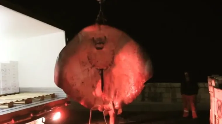 Ovakav ulov ne pamte: korčulanski ribari ulovili divovsku ražu dugu skoro četiri metra