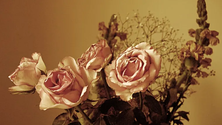 Kako osušiti ružu – znate li na koje načine možete osušiti ružu?