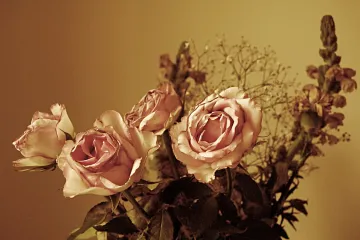 Kako osušiti ružu – znate li na koje načine možete osušiti ružu?