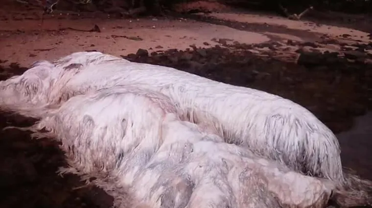 Otkriveno koje je stvorenje danima sijalo strah na obali Filipina