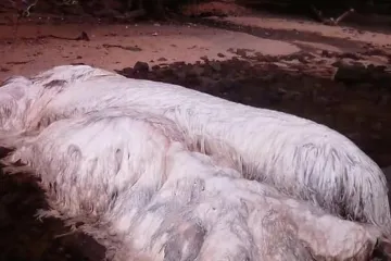 Otkriveno koje je stvorenje danima sijalo strah na obali Filipina