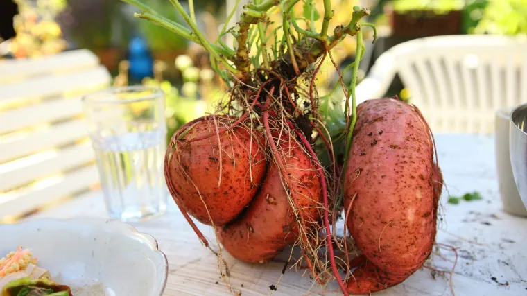 Uzgoj batata: savjeti za uspješan uzgoj slatkog krumpira