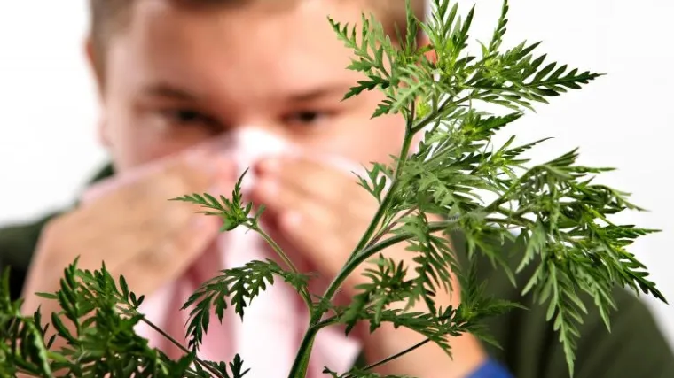 Sezona alergija se budi: donosimo savjete kako se za&scaron;tititi prije nego &scaron;to nastupi vrhunac