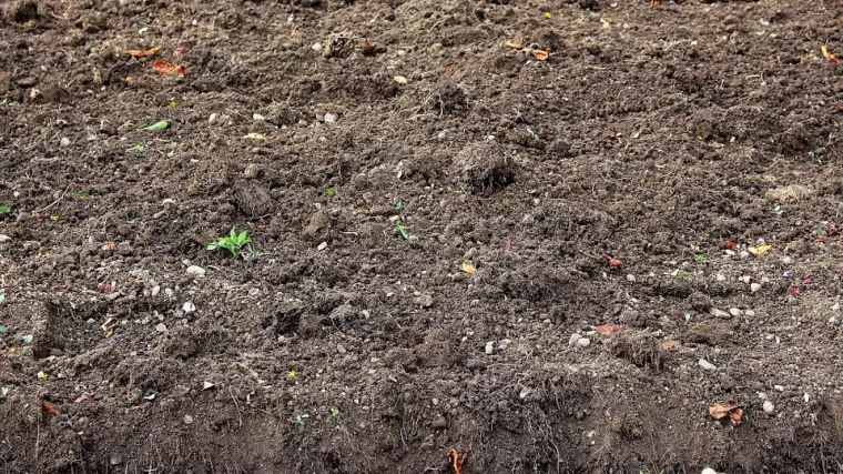 Otkrijte kako nastaje humus