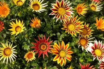 Balkonsko cvijeće koje voli sunce – upoznajte kraljice balkona