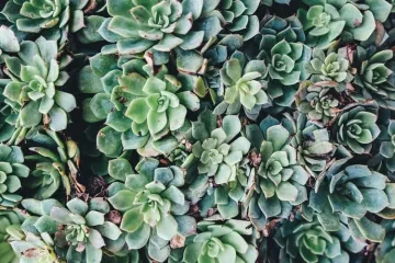 Trajnice za kamenjar: pogledajte izbor trajnica za kamenjar