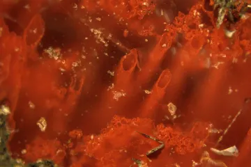 'Ovo će promijeniti sve što znamo o našem porijeklu'