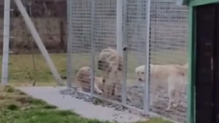 'Svakodnevno smo osuđeni slušati kako se međusobno kolju, a policiju i grad boli briga za to'