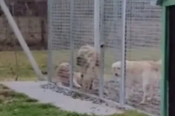 'Svakodnevno smo osuđeni slušati kako se međusobno kolju, a policiju i grad boli briga za to'