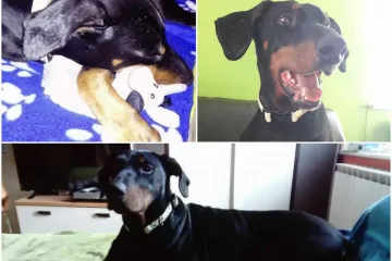 Našla je dom, ali i srodnu dušu