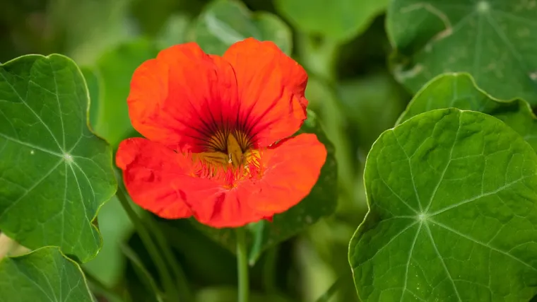 Dragoljub cvijet – sadnja i uzgoj cvijeta dragoljub