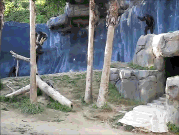 S nekim majmunima nema diskusije