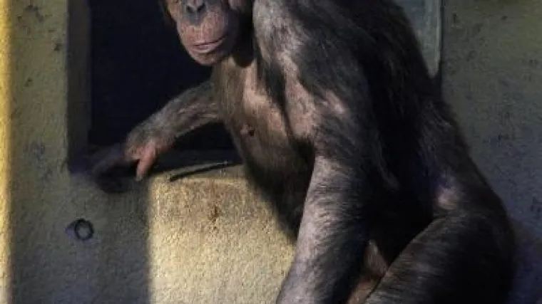 Hibrid čovjeka i majmuna: sovjetski znanstvenik htio je spermom čimpanze oploditi žene