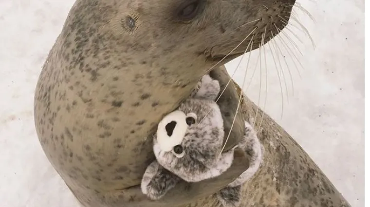 Čuvari darovali pli&scaron;anu igračku tuljanu, ali ovome se nisu nadali