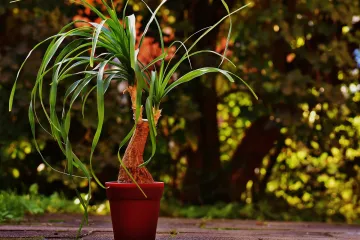 Slonova noga: sadnja, uzgoj i održavanje tropske sobne biljke
