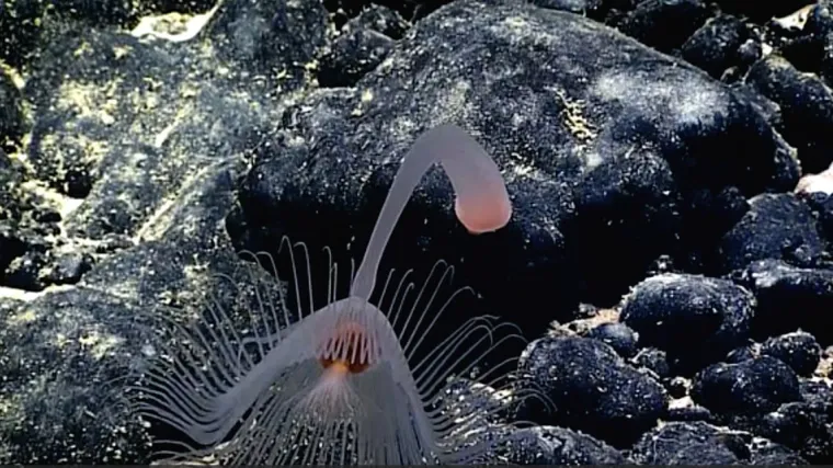 Pet stvarno bizarnih oblika života nedavno otkrivenih u dubinama Tihog oceana