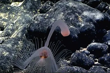 Pet stvarno bizarnih oblika života nedavno otkrivenih u dubinama Tihog oceana