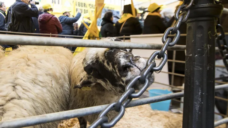 Ovce prosvjeduju pred parlamentom: talijanski uzgajivači doveli ovce u Rim u znak prosvjeda