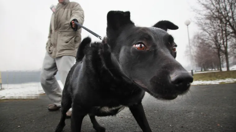 Novi slučaj trovanja pasa: 'Moj Edy je umirao u agoniji! Hoće li nadležni konačno ne&scaron;to poduzeti?'