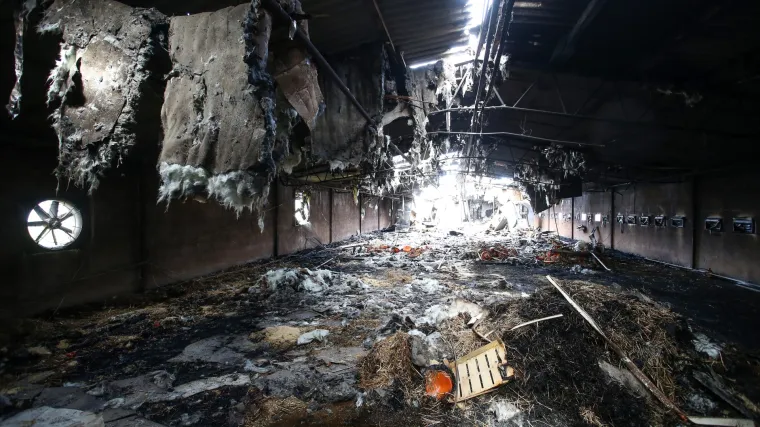 Na farmi u Ivanić Gradu izgorjelo gotovo 20.000 pilića, &scaron;teta pola milijuna kuna