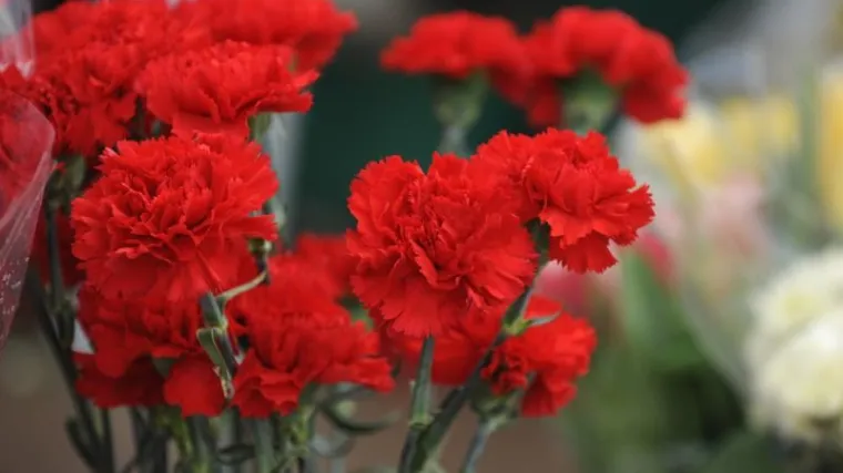 Najoriginalnija čestitka za Dan žena koju ćete danas vidjeti: 'Želim vam da izgubite ova prava!'