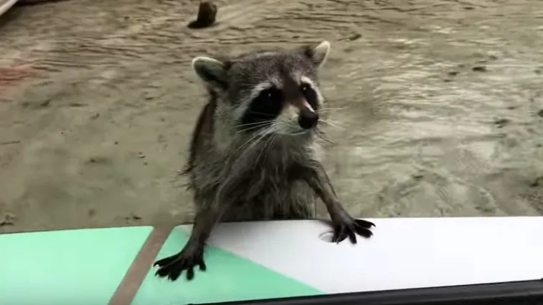 Urnebesna snimka: turisti meta preslatkog rakuna