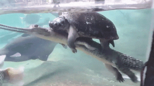 Prijateljstvo ne poznaje granice