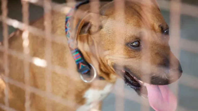 Lavež pasa u vinkovačkom &scaron;interaju uznemiruje građane: ali jesu li za lavež krivi psi ili ljudi?