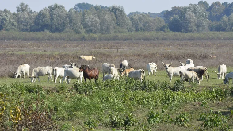 Novi rat ministra poljoprivrede: krenule nenajavljene inspekcije pa&scaron;njaka koji to nisu