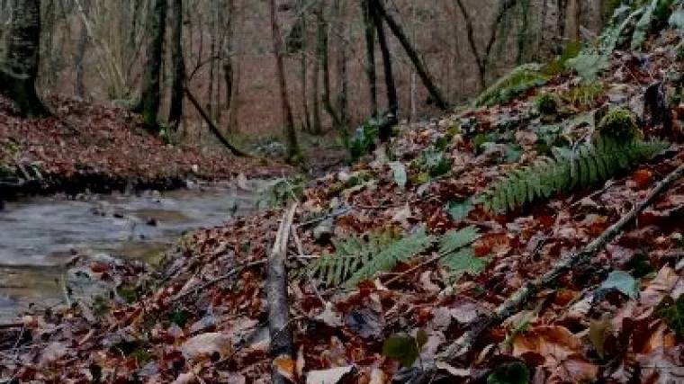 Bijeg u prirodu preko ekrana: ponedjeljak je, pogledajte snimku sa Žumberka koja će vas odmah relaksirati