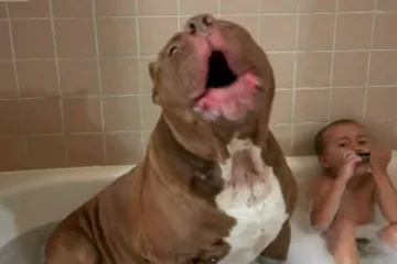 Hulk je najveći pit bull kojeg ste ikad vidjeli: je li opasno da bude blizu djece?