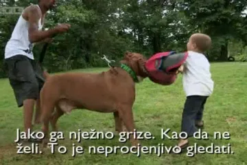 Hulk je najveći pit bull kojeg ste ikad vidjeli i još nije prestao rasti: je li opasno da bude blizu djece?
