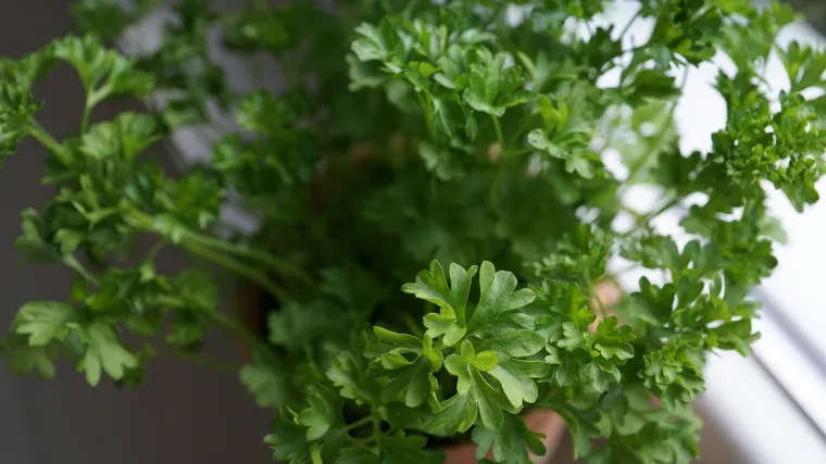 Naučite kako se uzgaja peršin u tegli