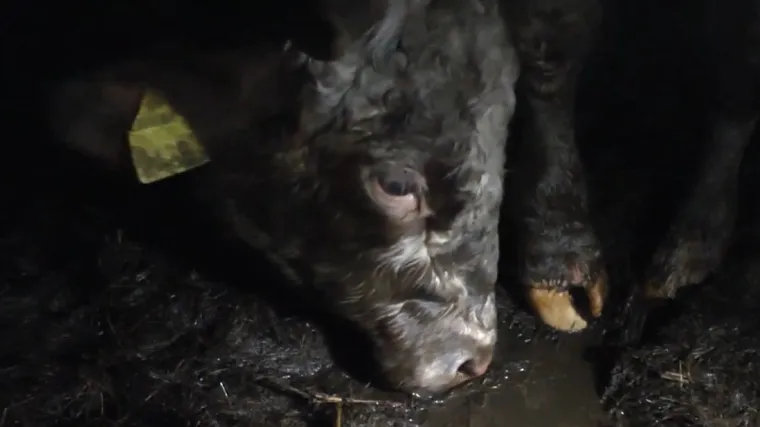 Europska komisija &scaron;okirana: jezive snimke prijevoza živih životinja dokazuju sustavno kr&scaron;enje europskih zakona