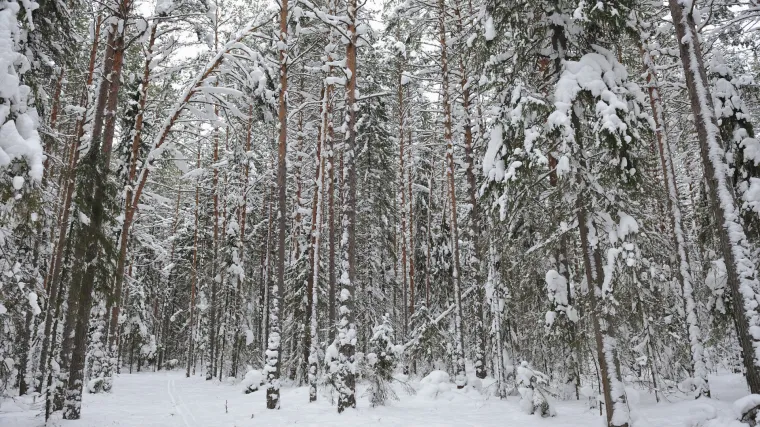 Četverogodi&scaron;nja curica hodala osam kilometara kroz ledenu tajgu punu vukova da spasi svoju umiruću baku