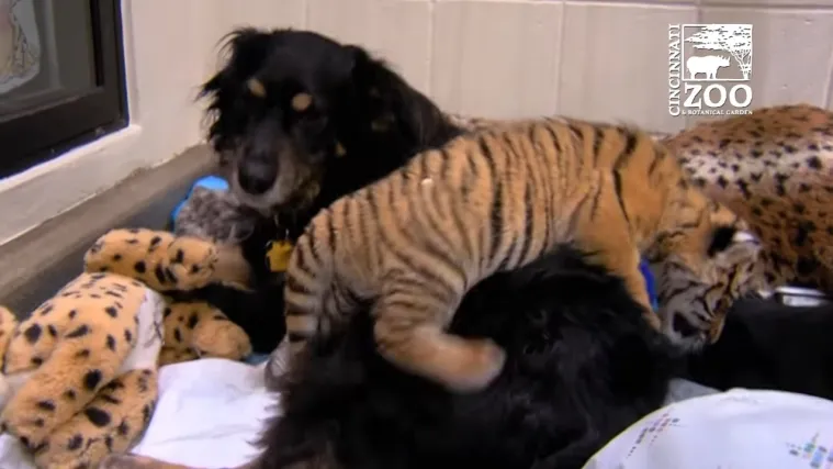 ZOO pozvao psa kako bi se brinuo za tri napu&scaron;tene tigrice