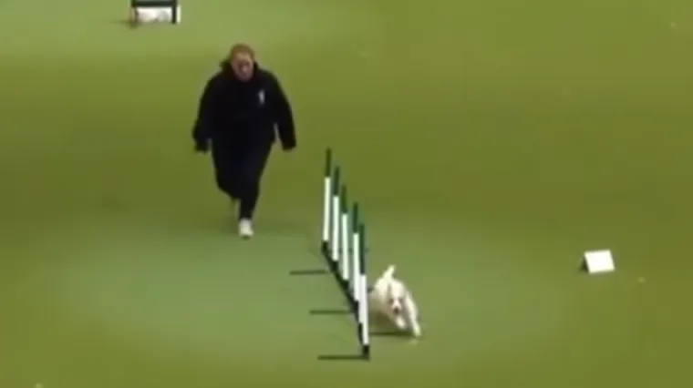 Urnebesni video psa koji ignorira upute vlasnice na sajmu pasa