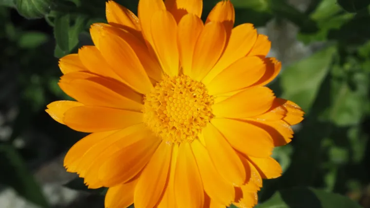 Saznajte za&scaron;to biste trebali uzgajati cvijet neven u svom vrtu