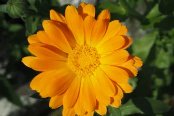 Saznajte zašto biste trebali uzgajati cvijet neven u svom vrtu