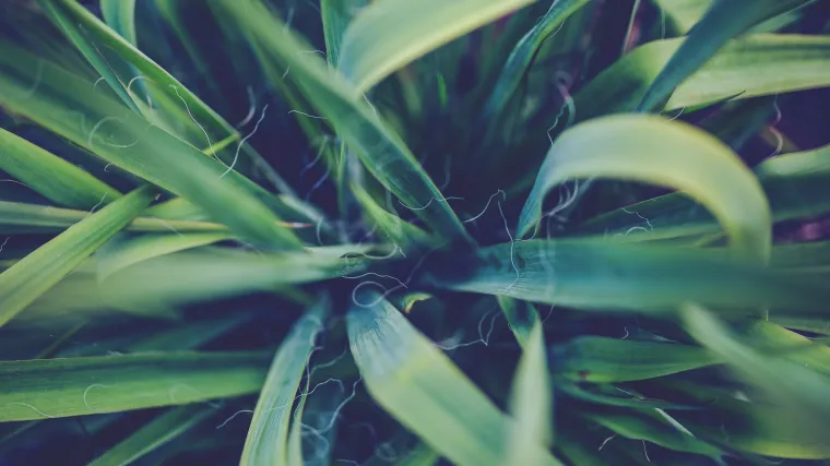 Kako presaditi drvo života: naučite sve o presađivanju