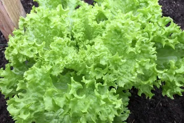 Otkrijte koje vrste salata postoje