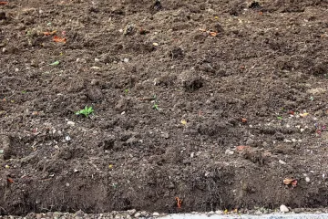 Znate li što je to humus zemlja?